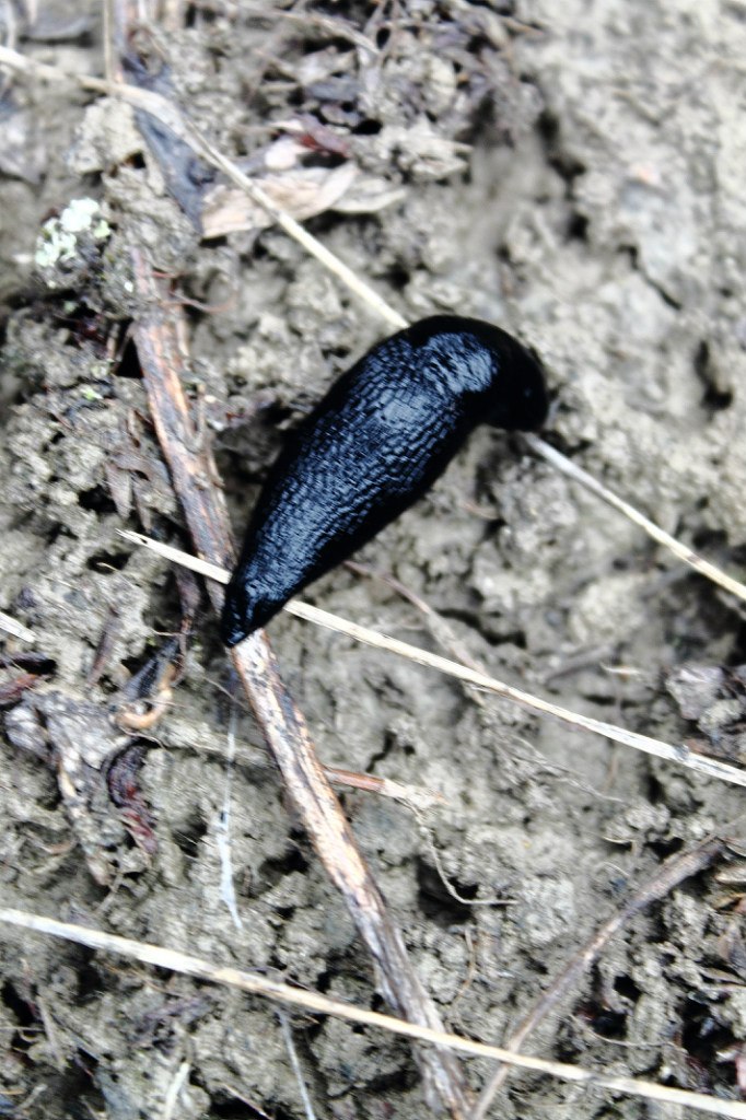 Николай Шмидт Михалыч | Алматы