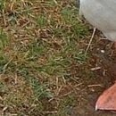 №109, Анжела Жужа, Евпатория №109, Анжела Жужа, Евпатория