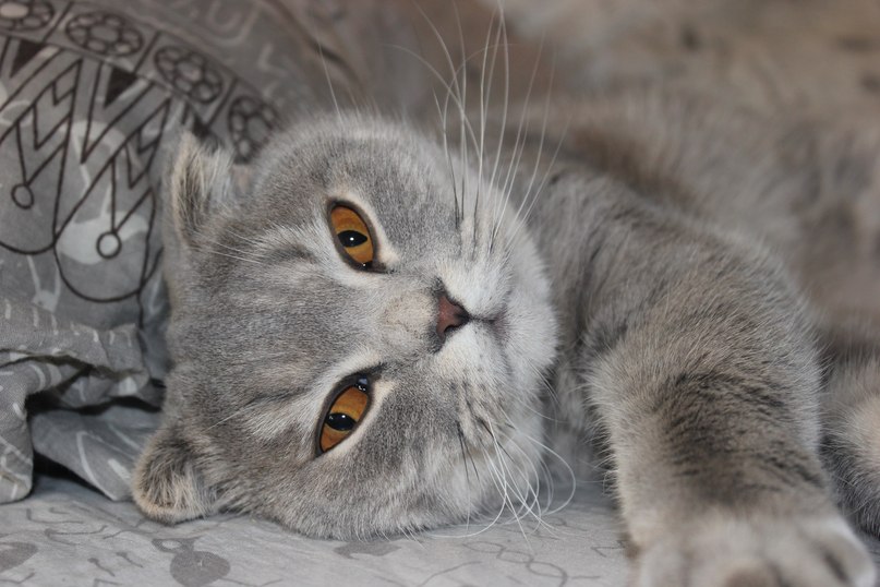 Ирина Цыцулина | Нижний Новгород