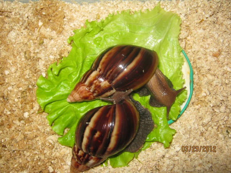 Елена Александрова | Санкт-Петербург