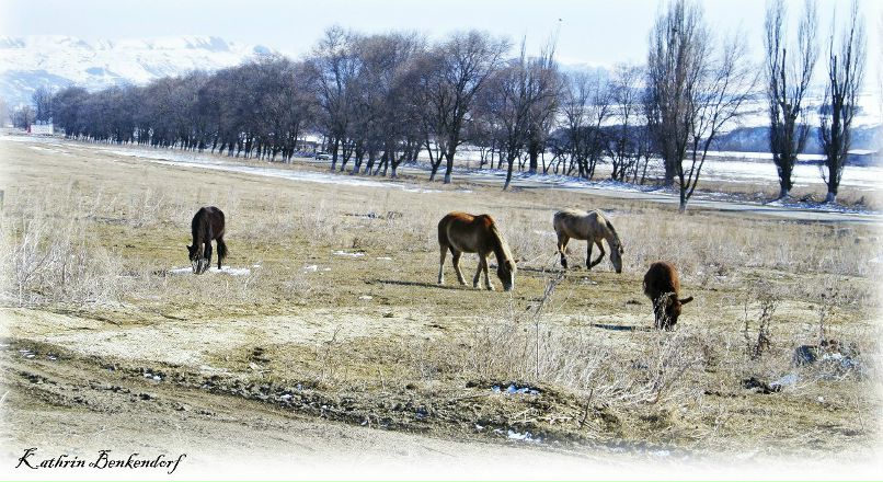 Катрин Бенкендорф | Железноводск