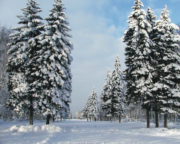 №32, Света Маляренко, Княжичи №32, Света Маляренко, Княжичи
