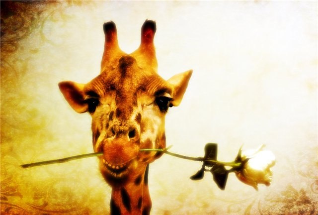 Альона Виниченко ♥ | Олевск