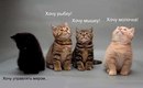 Фотография Чумавого Димончика