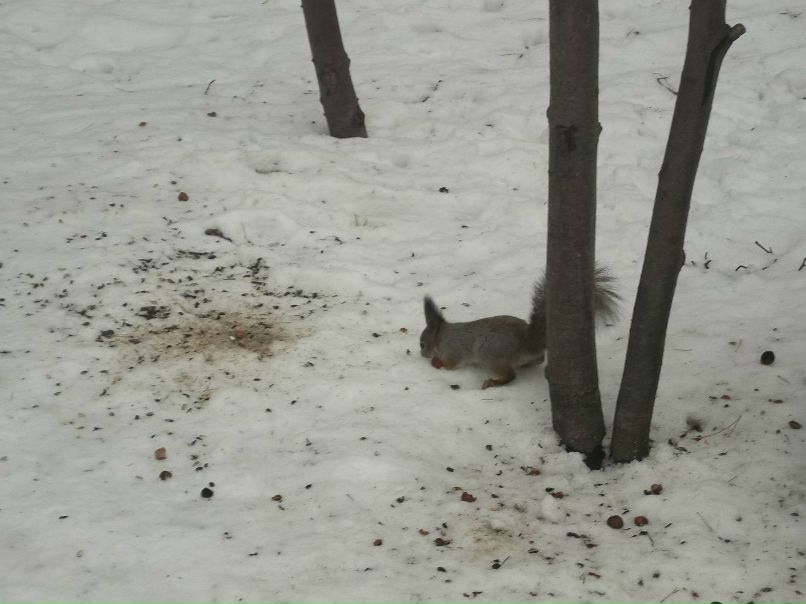 Иван Мосолов | Москва