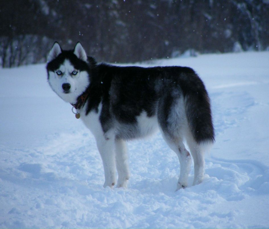 Никита Егошин | Апатиты