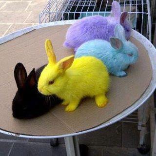 №29, Ali Swati, Jinan №29, Ali Swati, Jinan