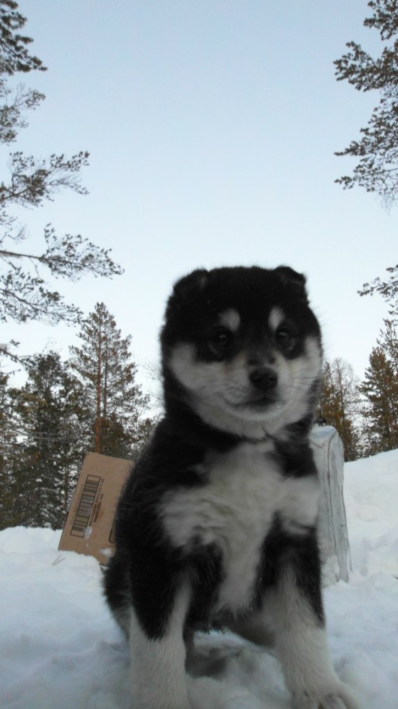 Сирин Кучтый | 