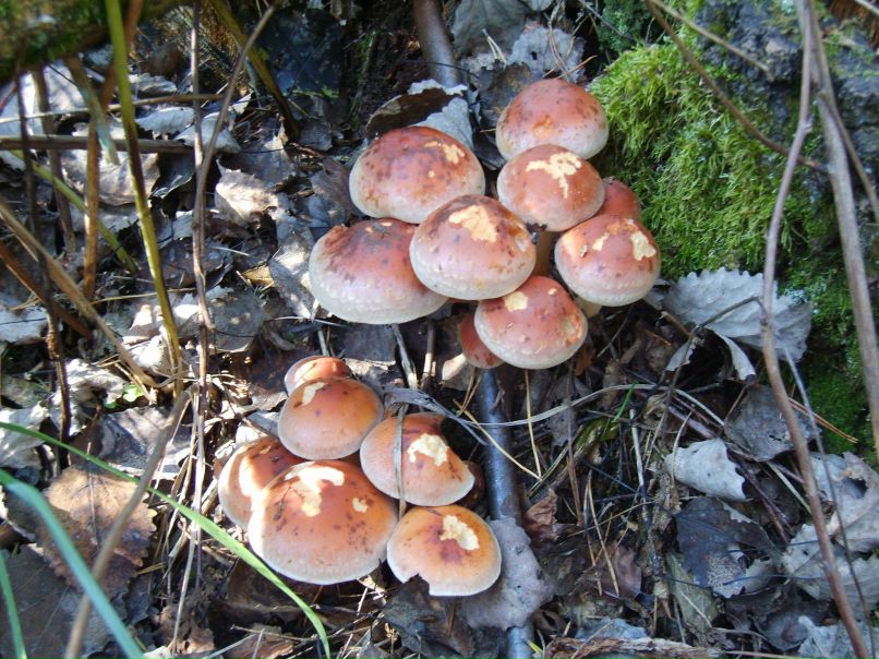 Татьяна Сергиенко | Одесса