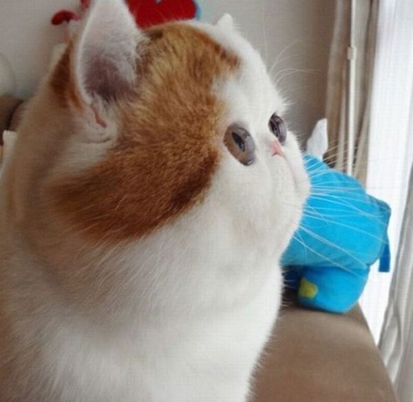 Андрей Новенко Ридберг | Москва