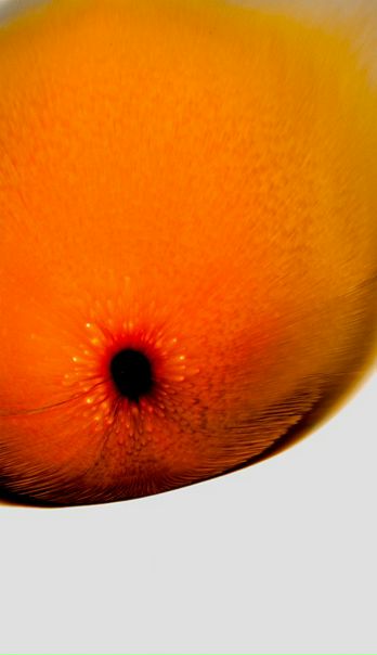 №13, Юлия Боровая, 112 лет, Москва №13, Юлия Боровая, 112 лет, Москва