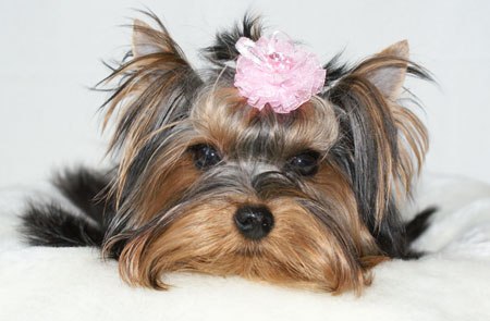 Алина Кривицкая | Киев