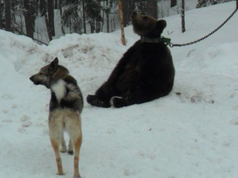 Дмитрий Мирсков | Кондопога