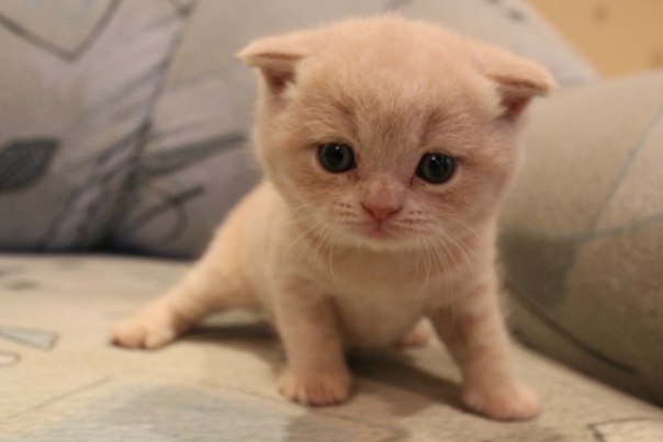 Алиса Коваленко, Россия, Киров