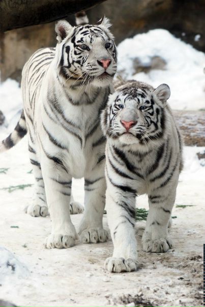 Юрий Иваненко, Украина, Александрия