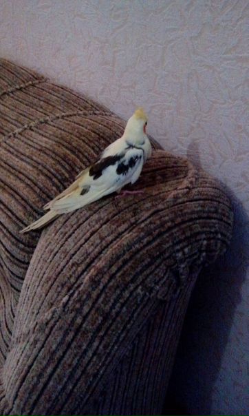 Яков Пухлеев