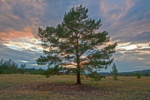 Никита Сухарев, Россия, Екатеринбург