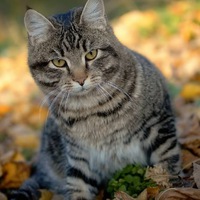 Елена Косарева