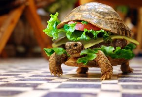 Коля Пушкин, Россия, Воронеж