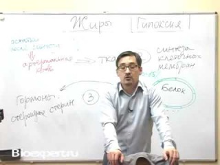 Без холестерина нет мужчины или секреты тестостерона