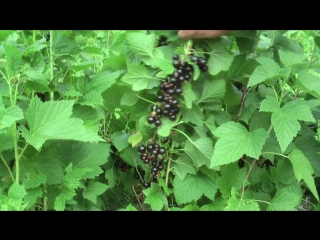 Крыжовник бесшипный "владил" ("командор"). Смородина ориана. Смородина ориана. Лесная смородина. Смородина ориана.