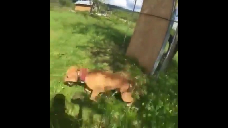 Их бы я не стал