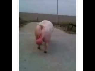вот это бубенцы