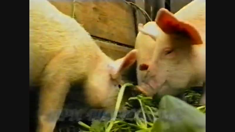 Three piglets