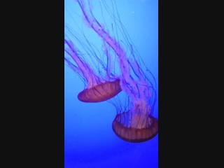 Mermaidd.mp4