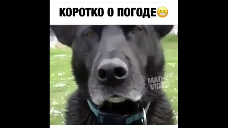 Собака стучит зубами. Собака стучит зубами gif. Собака стучит зубами от холода видео