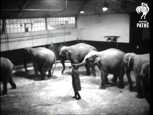 The Circus Is Coming To Town