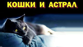 Кошки и астрал. Как животные чувствуют астральное движение. Астральная реальность