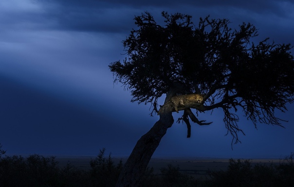 Ночное небо в африке. Ночной саван. Ночной саван. Ночная саванна. Ночной саван.