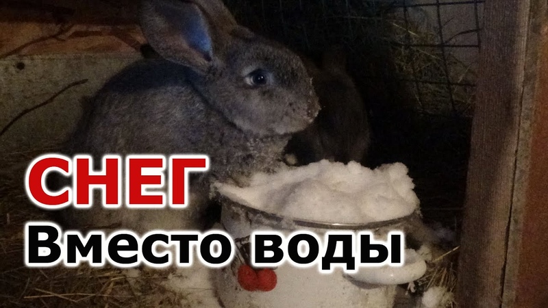Кролик в воде. Чем можно кормить декоративного кролика. Питье для кроликов. Подкармливание крольчат. Можно ли давать снег кроликам.