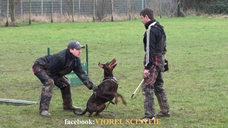 Schutzhund Seminar in Bonn, Germany with Viorel Scinteie !!!