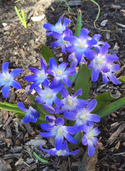 Forbesii blue giant хионодокса. Хионодокса luciliae. Хионодокса люцилии блю. Хионодокса blue (1шт. Хионодокса люцилии.