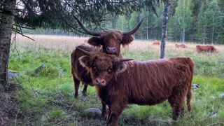 Scottish Highland Cattle In Finland: Evening meadow cows
