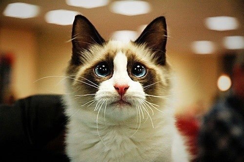 №131, Анна Шатова, Санкт-Петербург №131, Анна Шатова, Санкт-Петербург