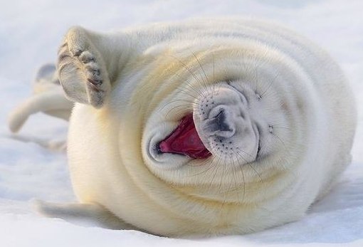 Иван Бокач | 