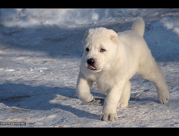 Andriy Mankovetskyy | Львов