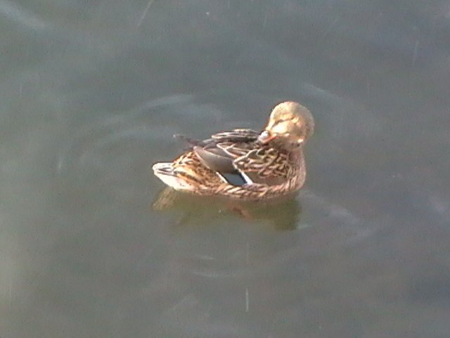 Максим Котов | Екатеринбург