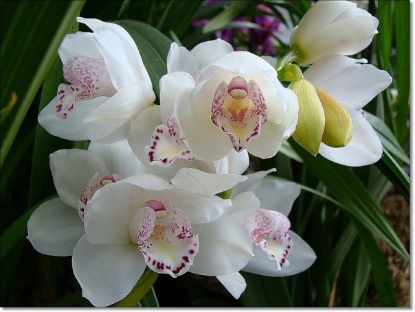 Евгения Павлова Dzeny | Краснодар