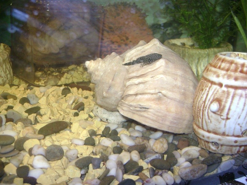 Сергей Романенко | Кривой Рог