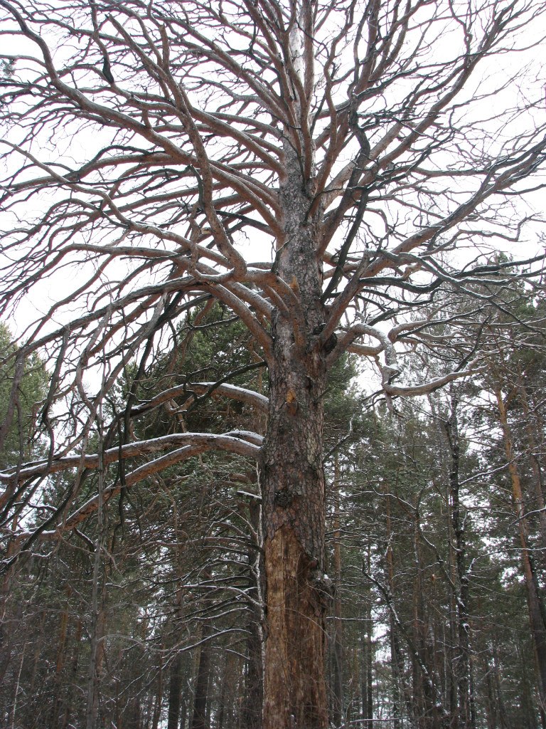 Анатолий Замятин | Красноярск
