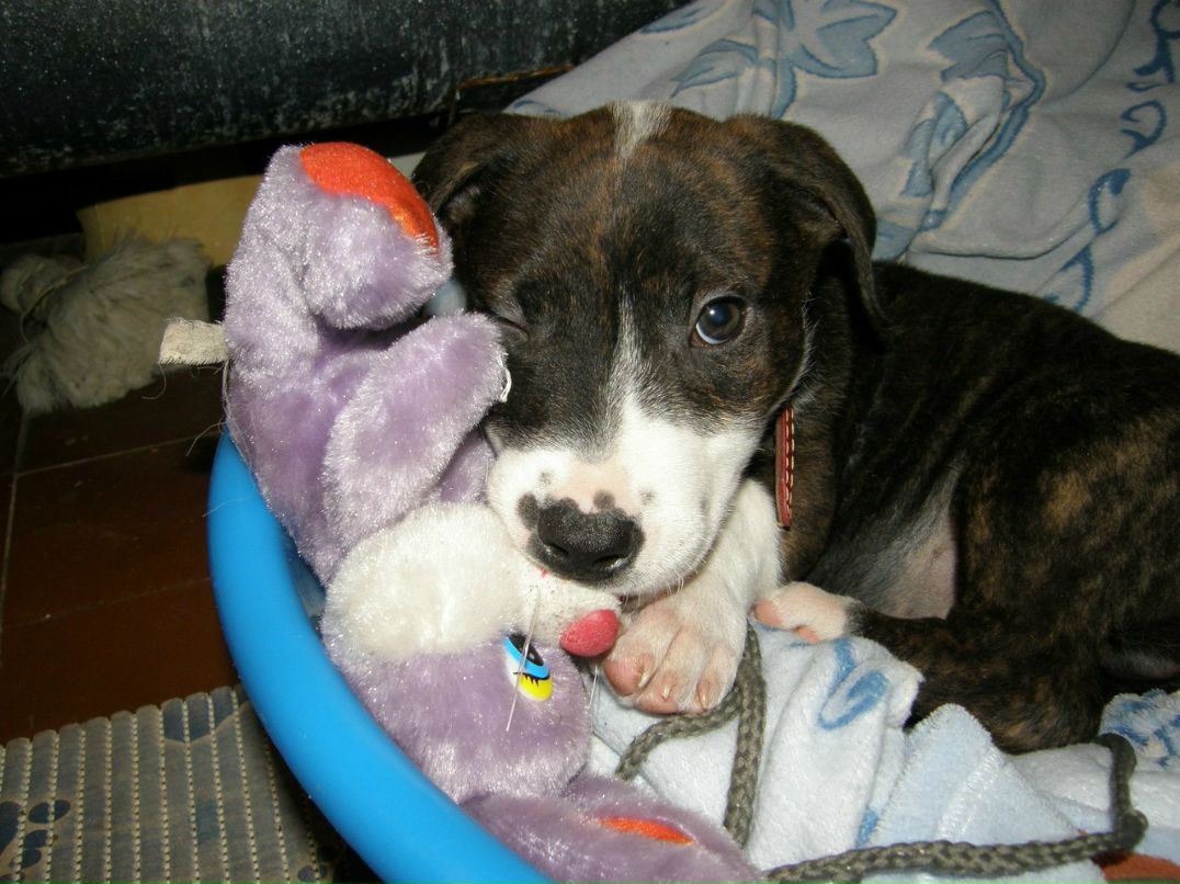 Марьяна Лещина | Toronto