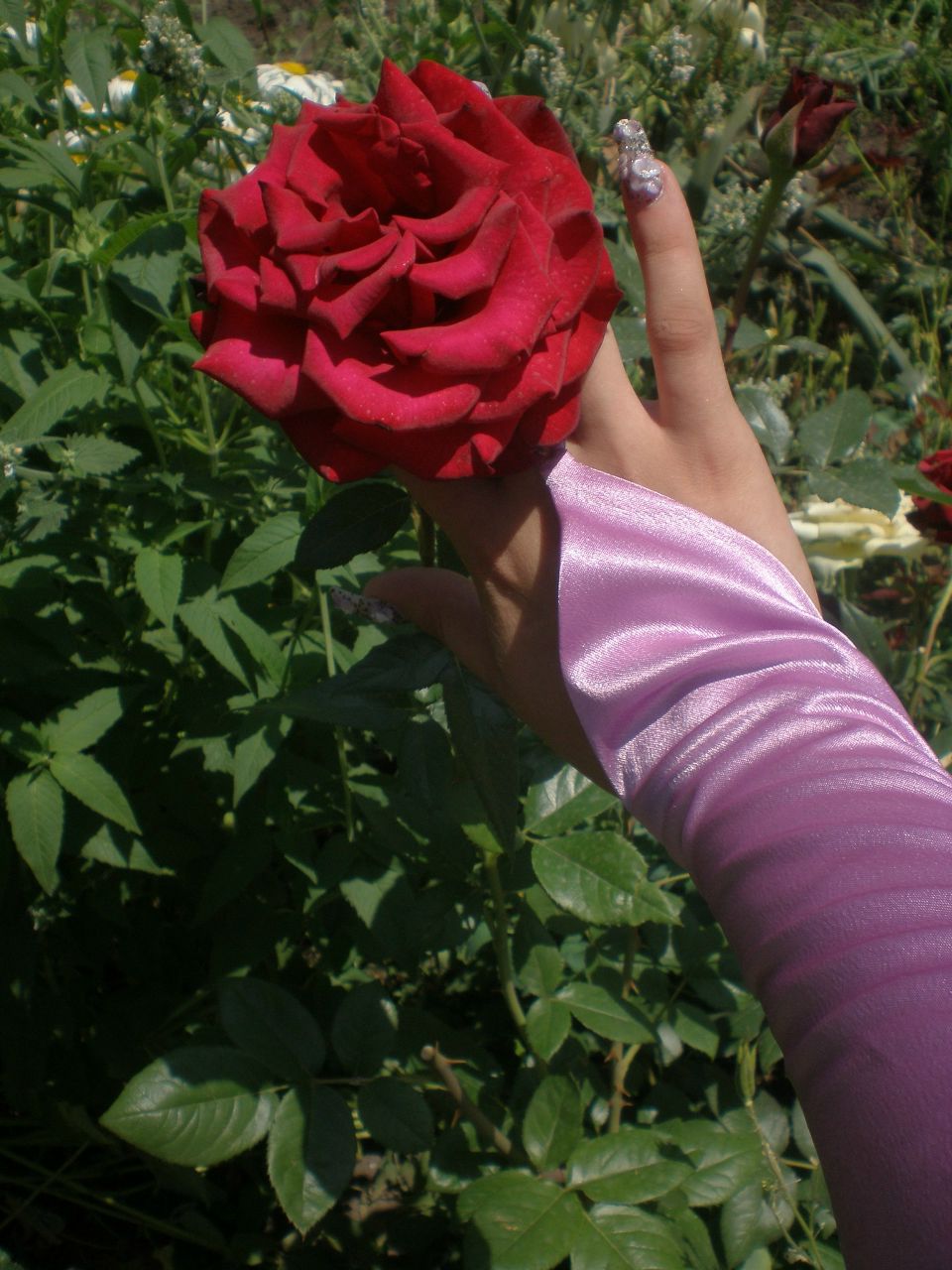 Алекса Волкова | Roma