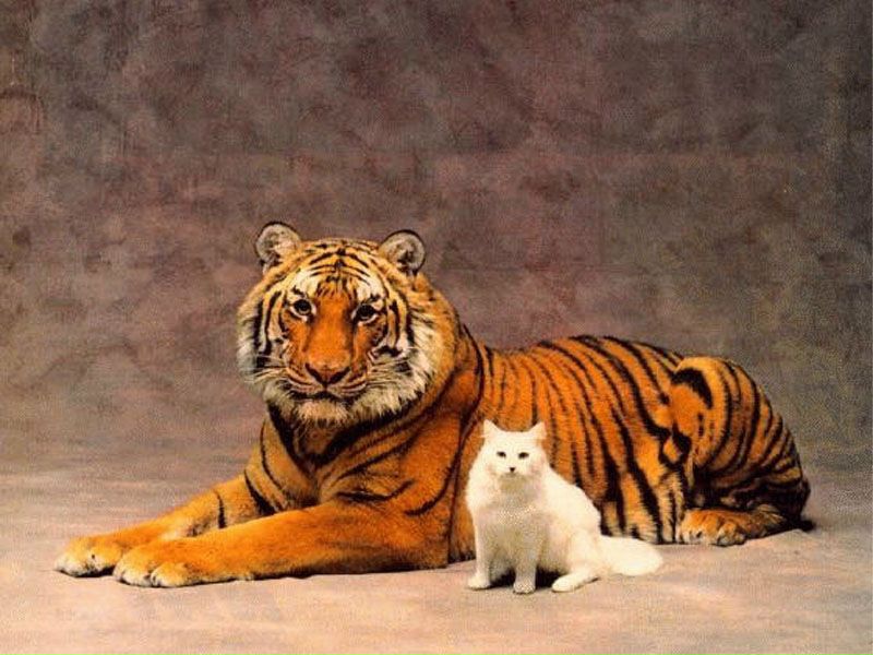 №1, Слава Слава №1, Слава Слава