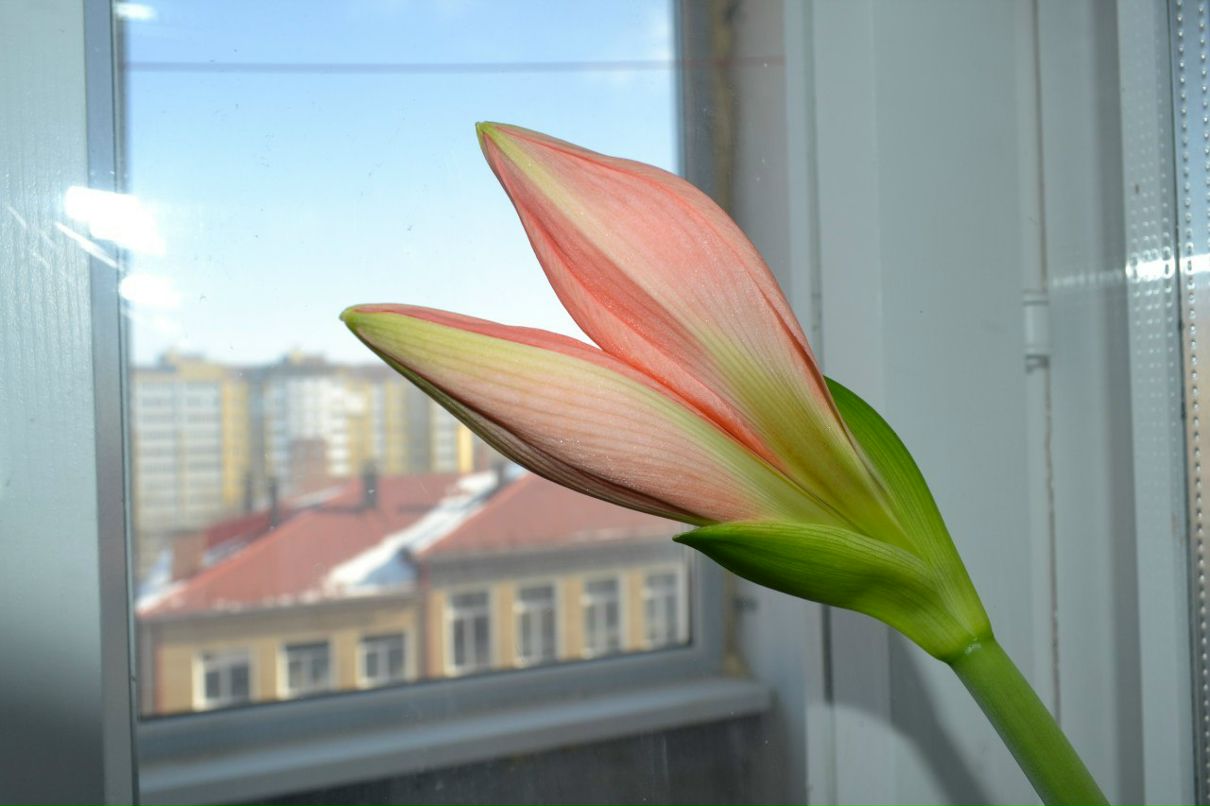 Татьяна Колесникова ♀ScionA♀ | 