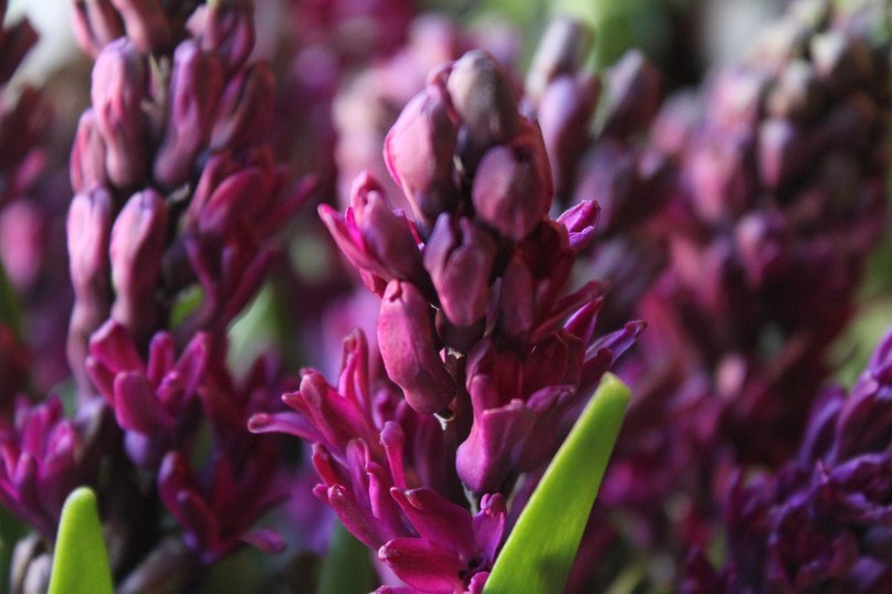 Валентина Лобанова | Москва