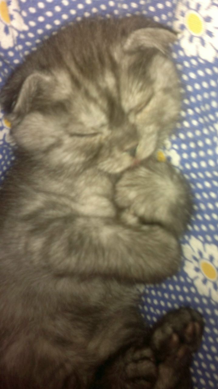 Антон Коряковцев | Орлов